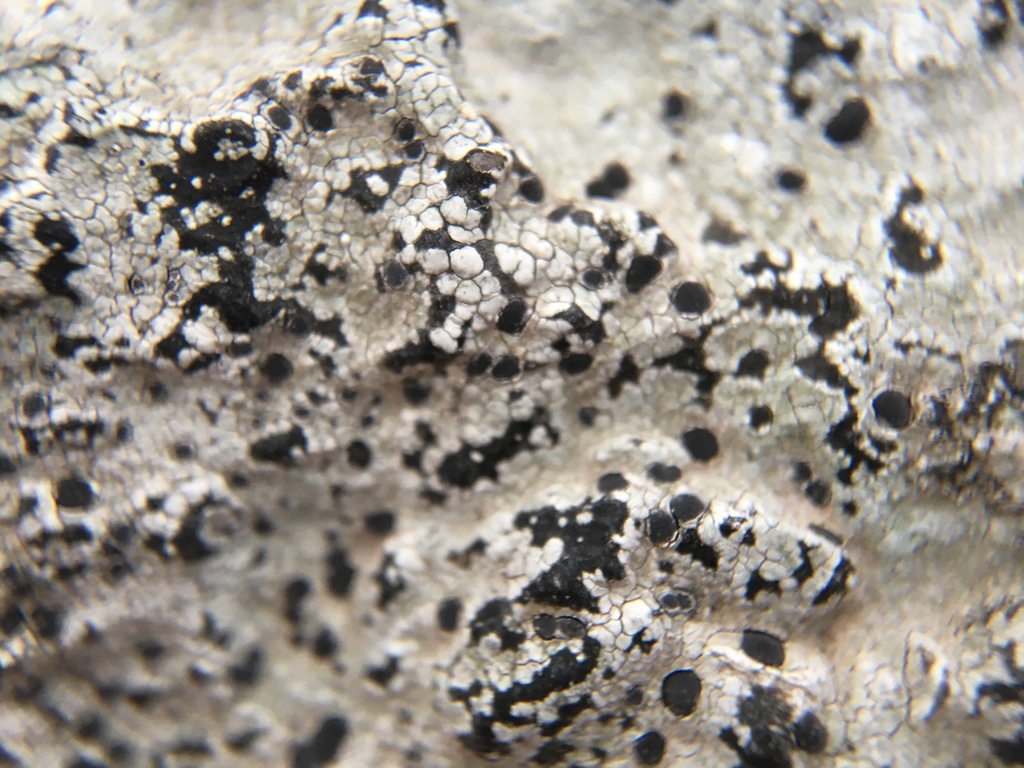 Hertel's Porpidia Lichen