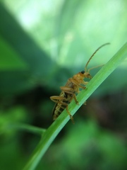 Lycocerus vitellinus