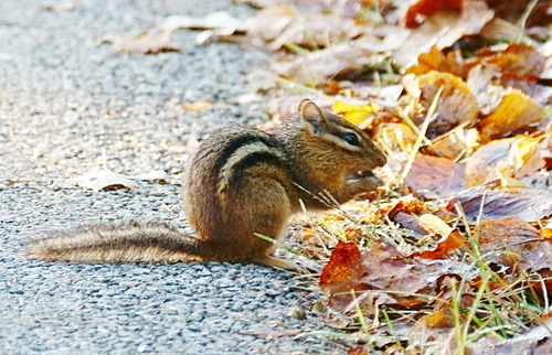 Eastern Chipmunk photographed in Illinois