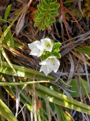 Veronica macrantha