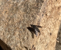 Conophorus fenestratus