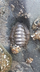Mopalioidea