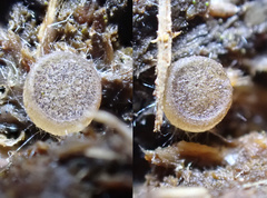 Ascobolus sacchariferus