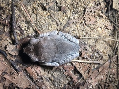 Leptobrachium hendricksoni