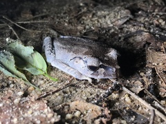 Leptobrachium hendricksoni