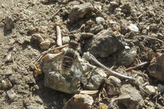 Thyridanthrax pallidus