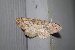 Melanolophia imitata