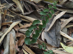 Adiantum soboliferum