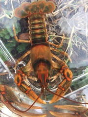 Cambarus speciosus