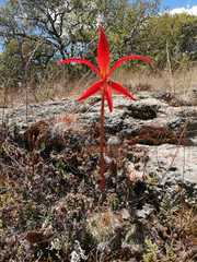 Sprekelia