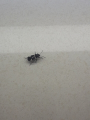 Ochrimnus cinctipennis