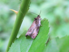 Olethreutes connectum