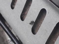 Ochrimnus cinctipennis