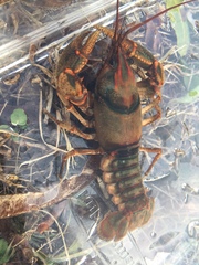 Cambarus speciosus