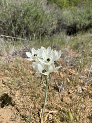 Ornithogalum arabicum