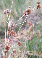 Juncus torreyi