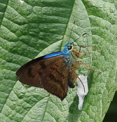 Astraptes weymeri