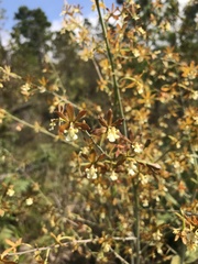 Prosthechea michuacana