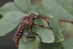 Diogmites basalis