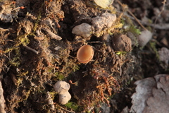 Ciboria coryli