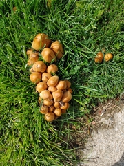 Fungi