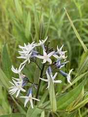 Amsonia rigida
