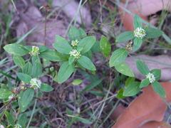 Spermacoce mauritiana
