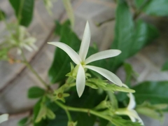 Amphineurion marginatum