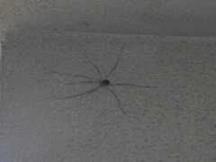 Cosmobunus granarius