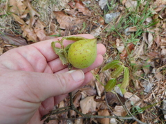 Amphibolips acuminata