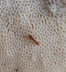 Tetramorium simillimum