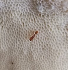 Tetramorium simillimum