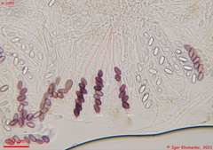 Ascobolus sacchariferus