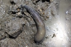 Holothuria atra