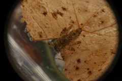 Maccaffertium modestum