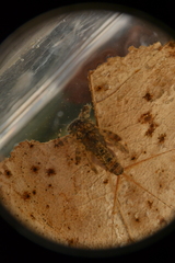 Maccaffertium modestum