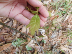 Amphibolips acuminata