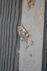 Lithophane pertorrida