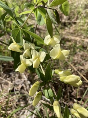 Baptisia bracteata leucophaea