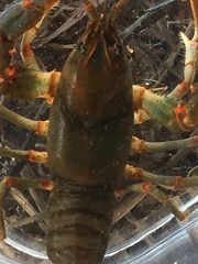 Cambarus coosawattae