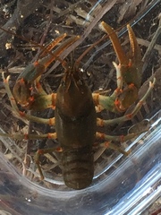 Cambarus coosawattae