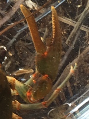 Cambarus coosawattae