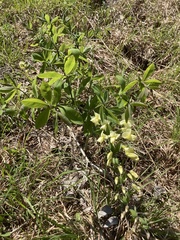 Baptisia bracteata leucophaea