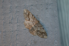 Melanolophia imitata