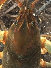 Cambarus coosawattae