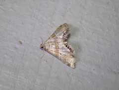 Petrophila heppneri