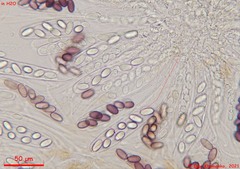 Ascobolus sacchariferus