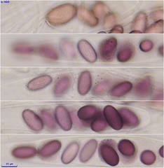 Ascobolus sacchariferus