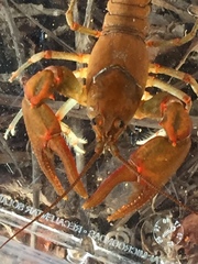 Cambarus coosawattae