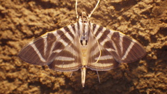 Spilomela